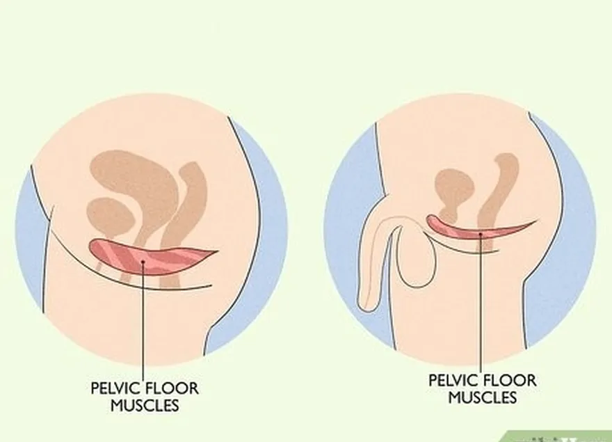 étape 1 localisez les muscles du plancher pelvien.