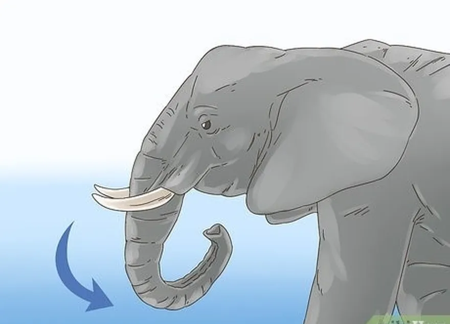 étape 2 : regardez l'éléphant's trunk to see if it's curled inward in an attack position.