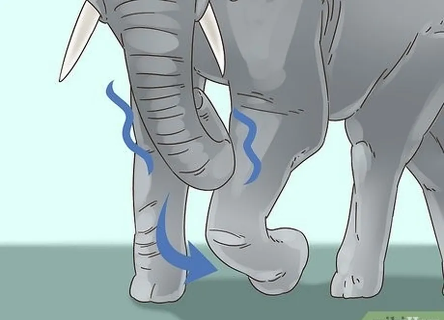 étape 3 observez si l'éléphant agite sa trompe ou balance une patte de droite à gauche.