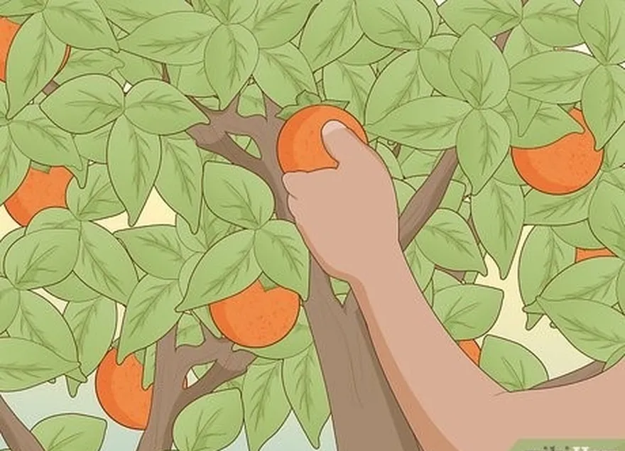 étape 1 cherchez des fruits et des plantes que vous reconnaissez et que vous pouvez manger sans danger.