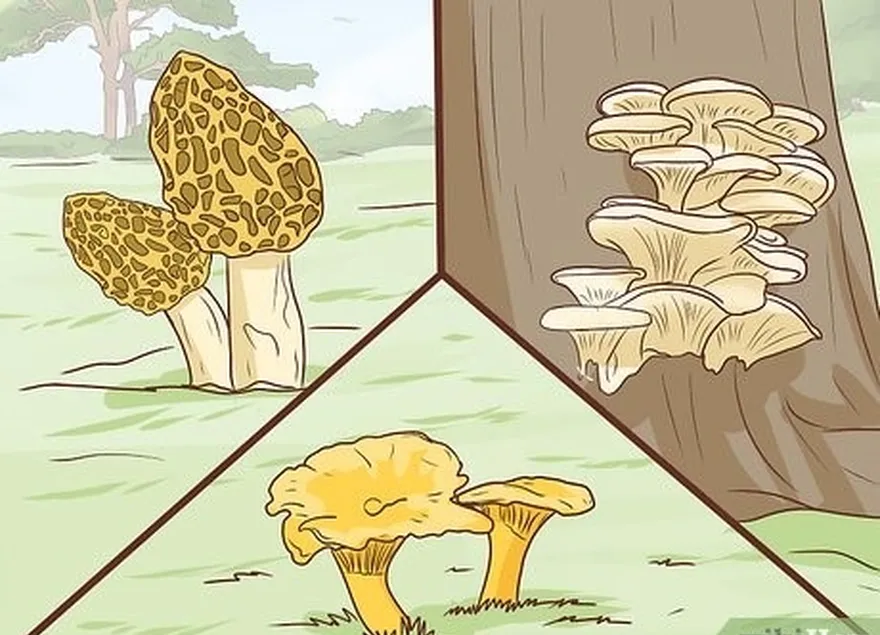 étape 3 cherchez des champignons comestibles dans les bois, si vous êtes formé.