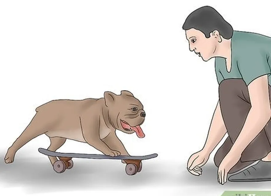 étape 2 présenter la planche à roulettes à votre chien.