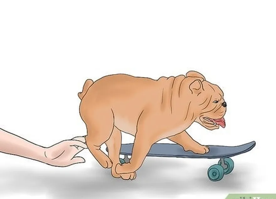 étape 7 avancez le skateboard de quelques mètres lorsque votre chien y pose ses pattes.