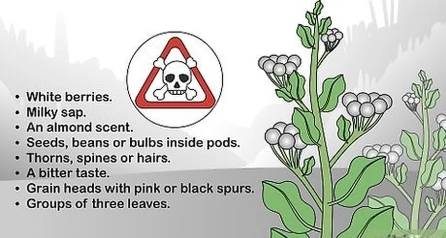 étape 1 connaître les signes d'une plante toxique.