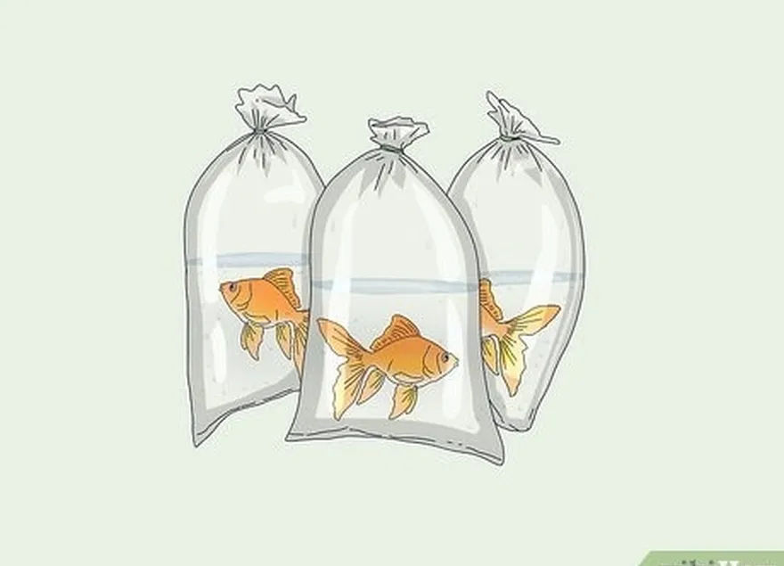 étape 1 placez vos poissons dans des sacs en plastique.