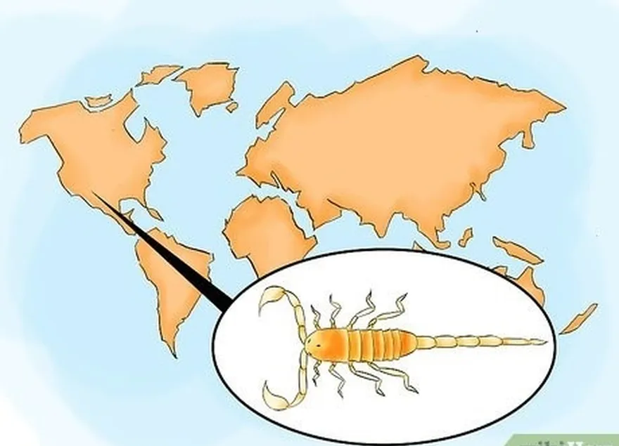 étape 4 identifier les scorpions dangereux aux états-unis et dans le nord du mexique.