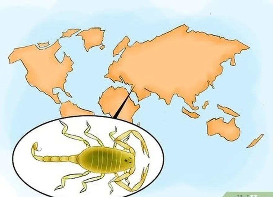 étape 5 identifier les scorpions dangereux au moyen-orient et en afrique.