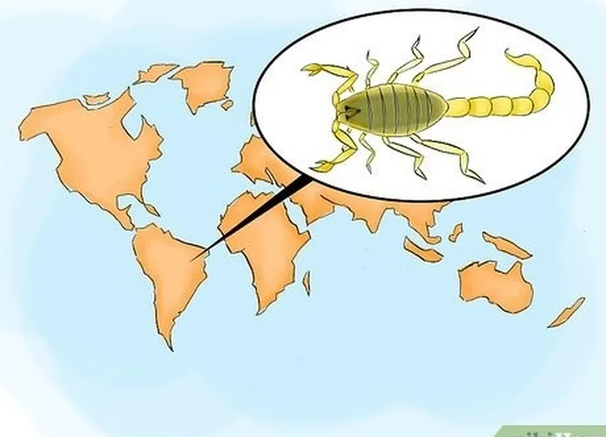 étape 6 identifier les scorpions dangereux en amérique centrale et en amérique du sud.