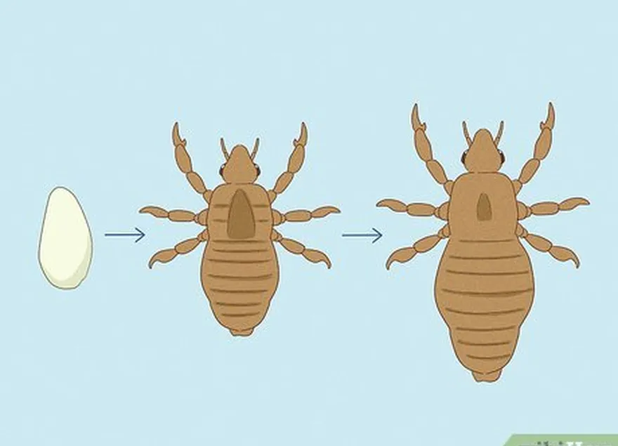 les poux du pubis sont de petits parasites que l'on trouve généralement dans la région génitale.