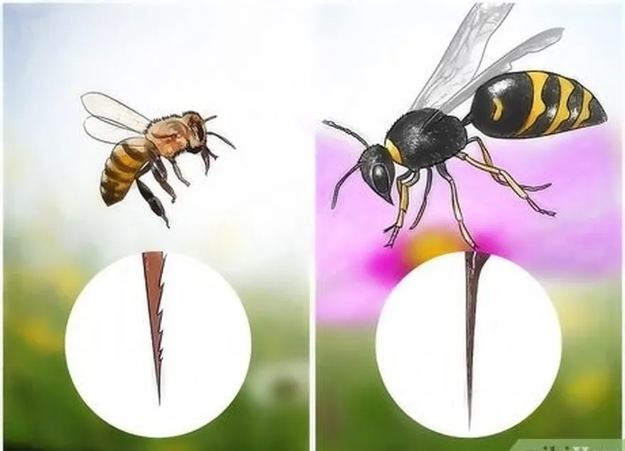 étape 1 distinguer une guêpe d'une abeille.