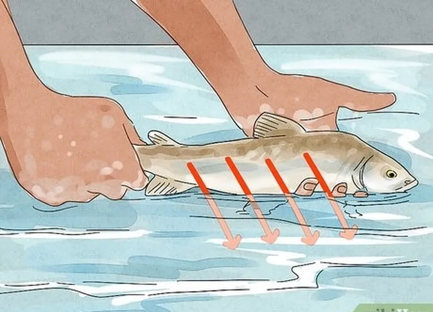 étape 5 remettez le poisson à l'eau ; ne le jetez pas.