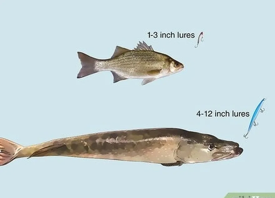 étape 2 connaître les tailles et les types de leurres qui conviennent le mieux aux différents poissons.